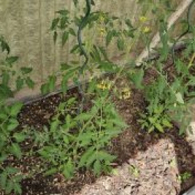 Tomaten 2026-05-29 16.39.